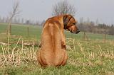 RODESIAN RIDGEBACK 048